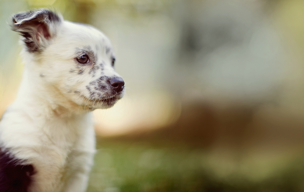 Shamrock Pet Foundation | Adopt, Spay/Neuter & Volunteer