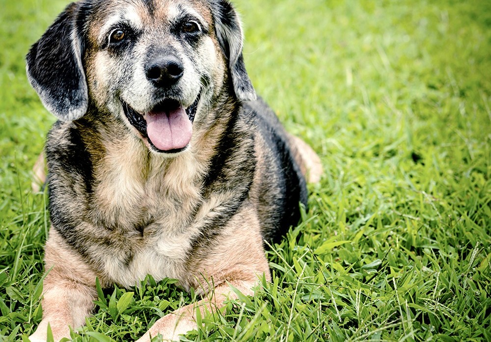 Shamrock Pet Foundation  Adopt, Spay/Neuter & Volunteer